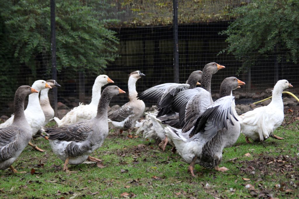 106 ognisk HPAI, grypa ptaków, HPAI, bioasekuracja, drób, hodowla drobiu, choroby zwierząt, weterynaria, Polska, ogniska HPAI