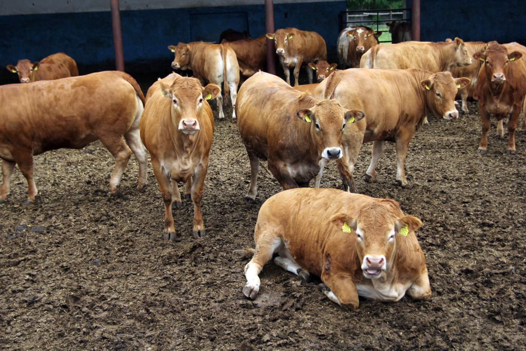 EU Livestock Strategy, UE, hodowla zwierząt, wołowina, Copa-Cogeca, rolnictwo, polityka rolna, bezpieczeństwo żywnościowe, produkcja zwierzęca