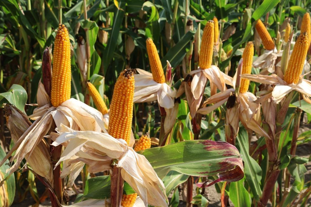 magnez w uprawie roślin