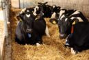 PFHBiPM podała wyniki, krowy mleczne, produkcja mleka, PFHBiPM, wydajność krów, ocena użytkowości, hodowla bydła,