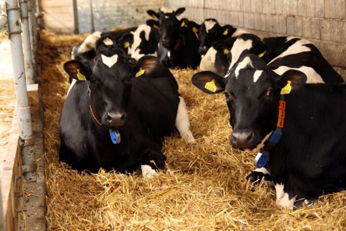 PFHBiPM podała wyniki, krowy mleczne, produkcja mleka, PFHBiPM, wydajność krów, ocena użytkowości, hodowla bydła,