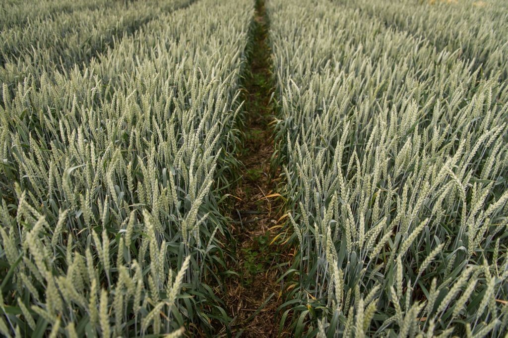 pszenica, NGT w rolnictwie