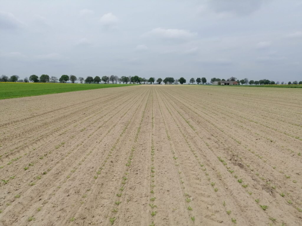 głębokość siewu buraka cukrowego, uprawa buraka cukrowego