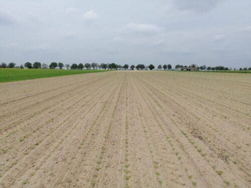 głębokość siewu buraka cukrowego, uprawa buraka cukrowego