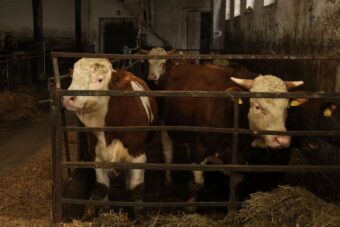 Ceny bydła rzeźnego mocno wzrosły
