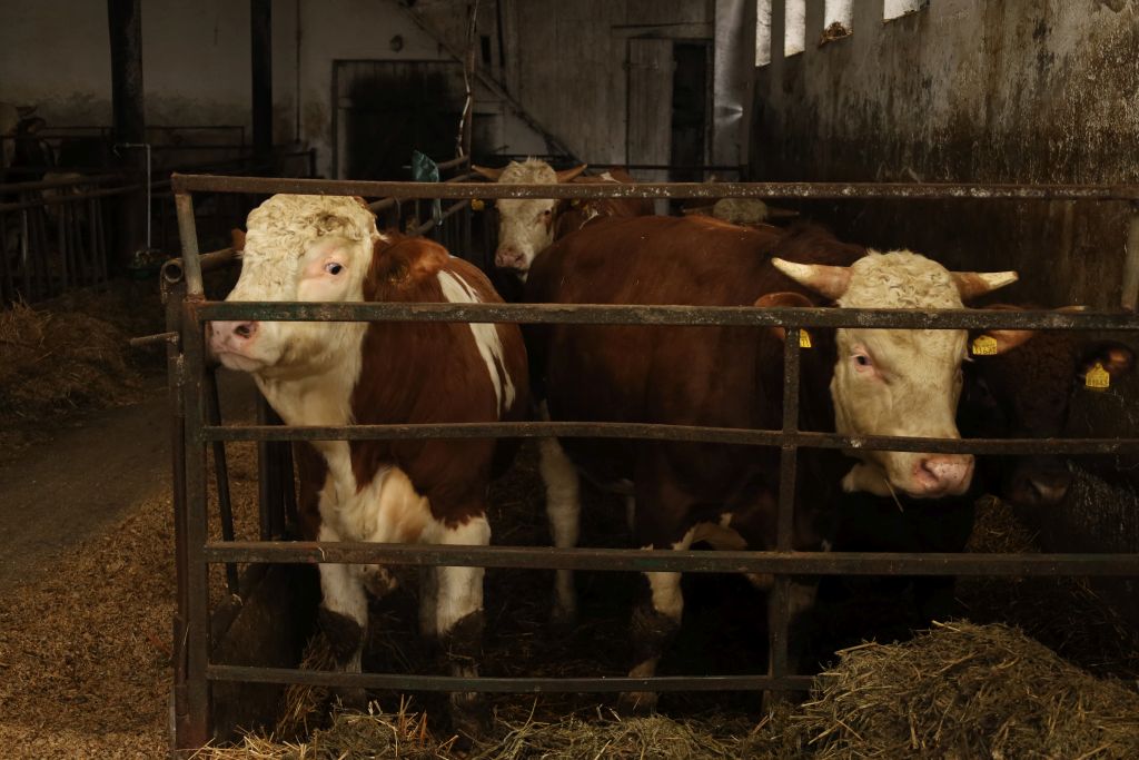 Ceny skupu bydła rzeźnego mocno wzrosły