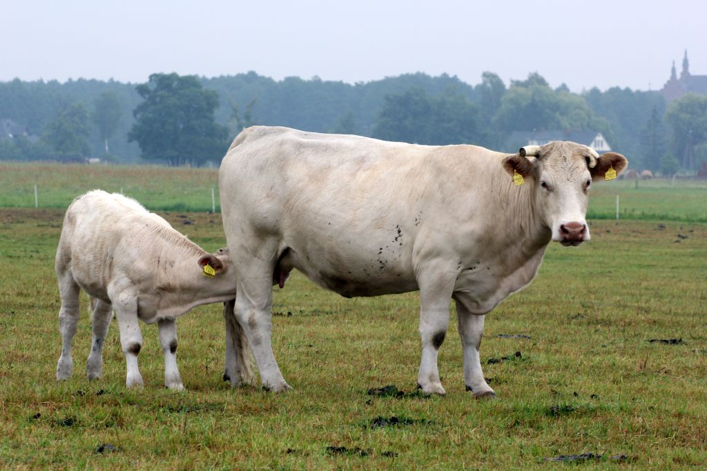 dobrostan zwierząt, dopłaty 2025, WPR, ekoschematy, wołowina, rolnicy, PPZW, dopłaty dla rolników, bydło mięsne