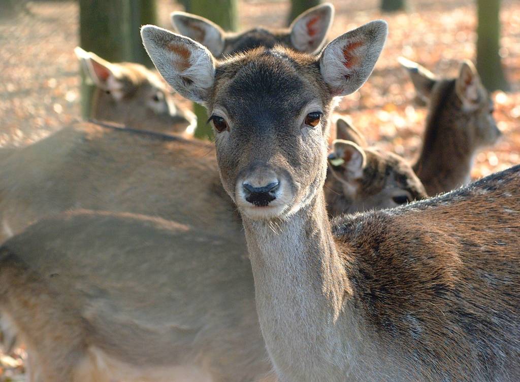 dokarmianie zwierząt, dzikie zwierzęta