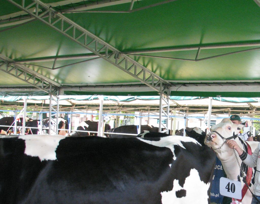 hale namioowe rolnicy, bydło w hali