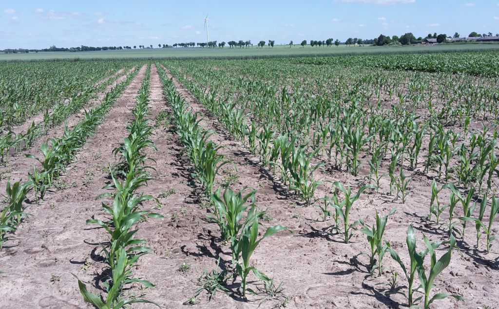 odwołanie prezesa HR Smolice, hodowla kukurydzy