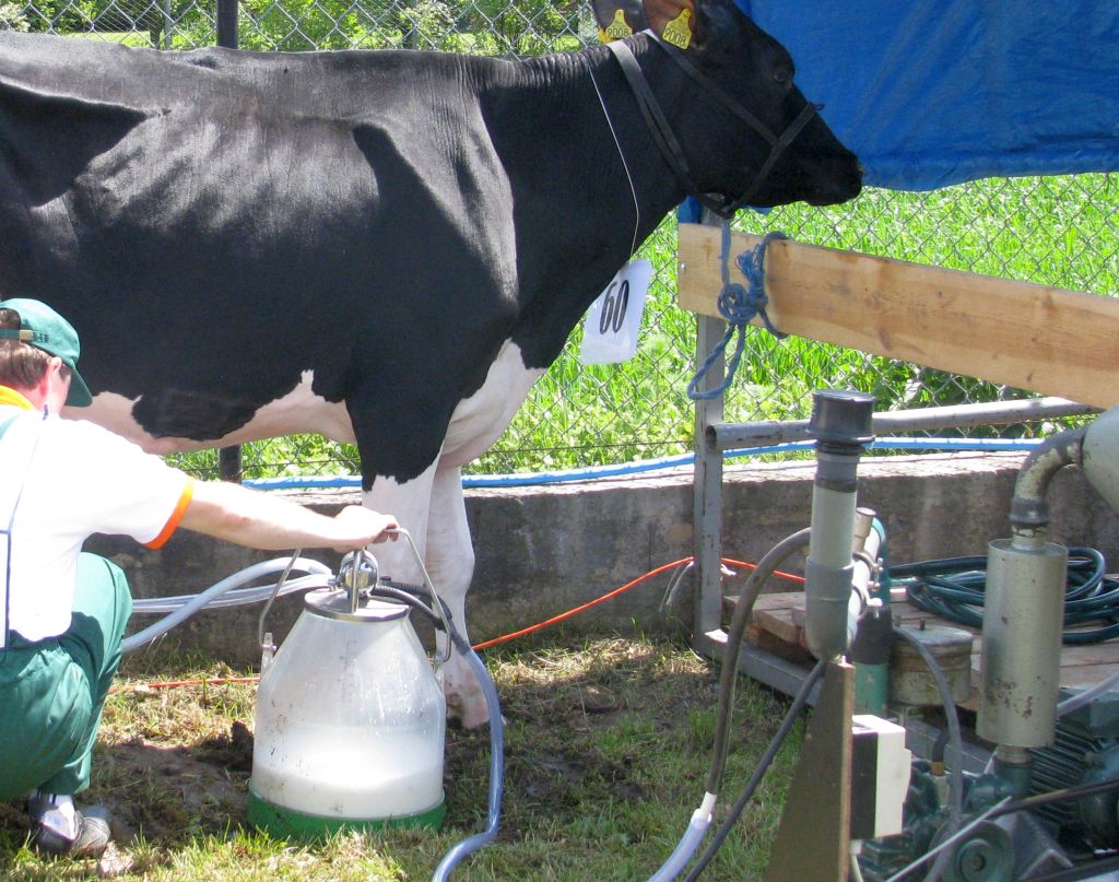 import mleka do Polski, produkcja mleka