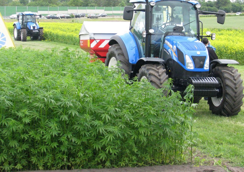 len i konopie, konopie włókniste