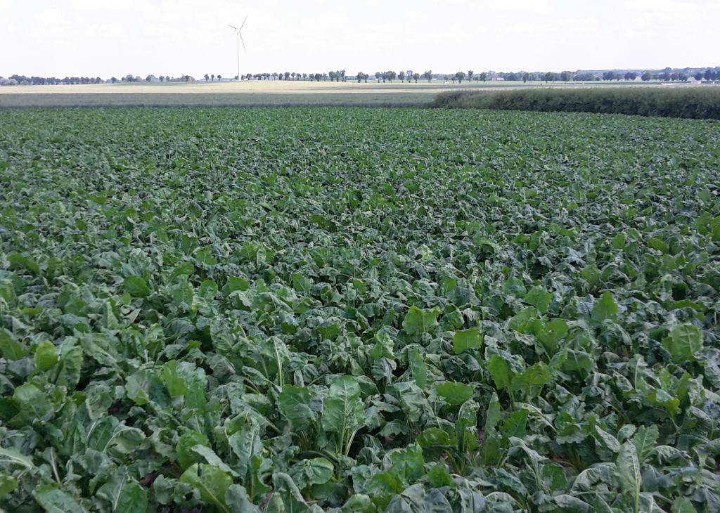 kontraktacja buraków, buraki cukrowe