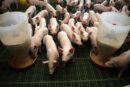 liczba świń, trzoda chlewna, pogłowie świń, świnie w Polsce, produkcja świń, hodowla świń, ceny skupu świń