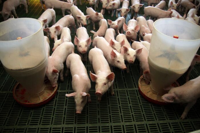 liczba świń, trzoda chlewna, pogłowie świń, świnie w Polsce, produkcja świń, hodowla świń, ceny skupu świń