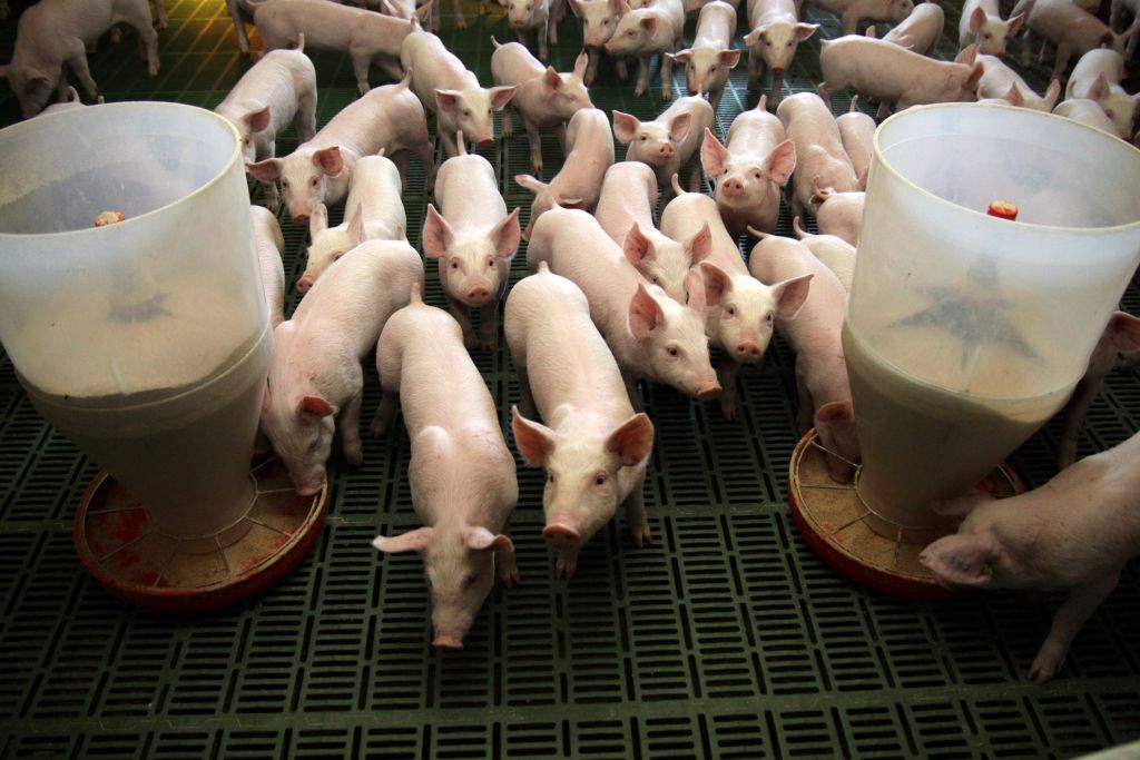 liczba świń, trzoda chlewna, pogłowie świń, świnie w Polsce, produkcja świń, hodowla świń, ceny skupu świń