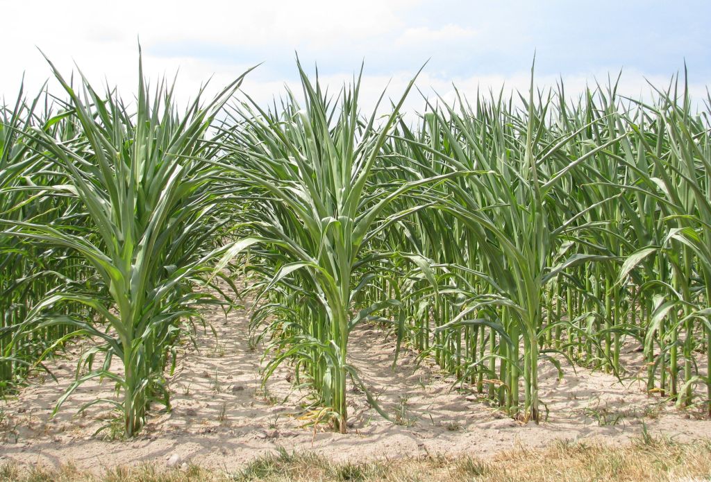 nowe techniki genomowe, ngt