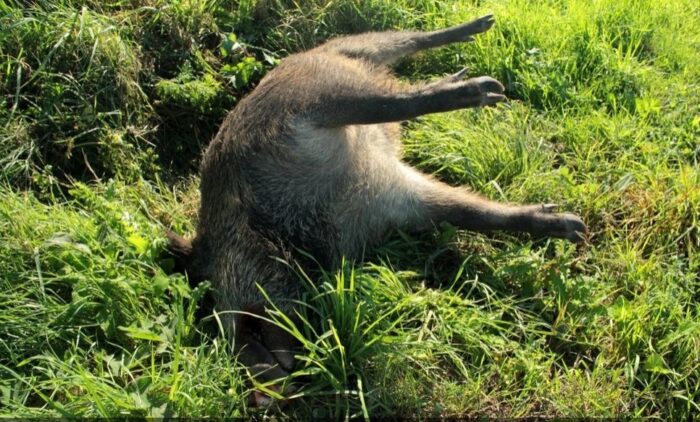 ASF, wirus ASF, bioasekuracja, dziki, padły dzik, trzoda chlewna, PSB