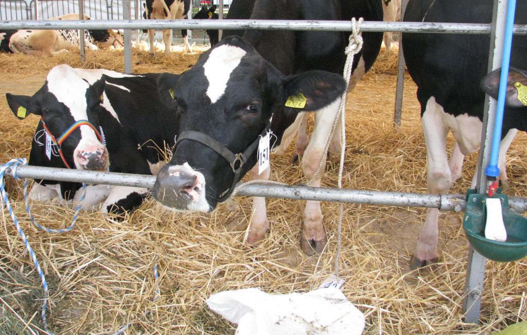 płatności dobrostanowe, bydło