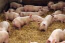 pogłowie trzody, trzoda chlewna, rynek trzody chlewnej, hodowla świń, struktura produkcji, ARiMR, Gobarto Hodowca
