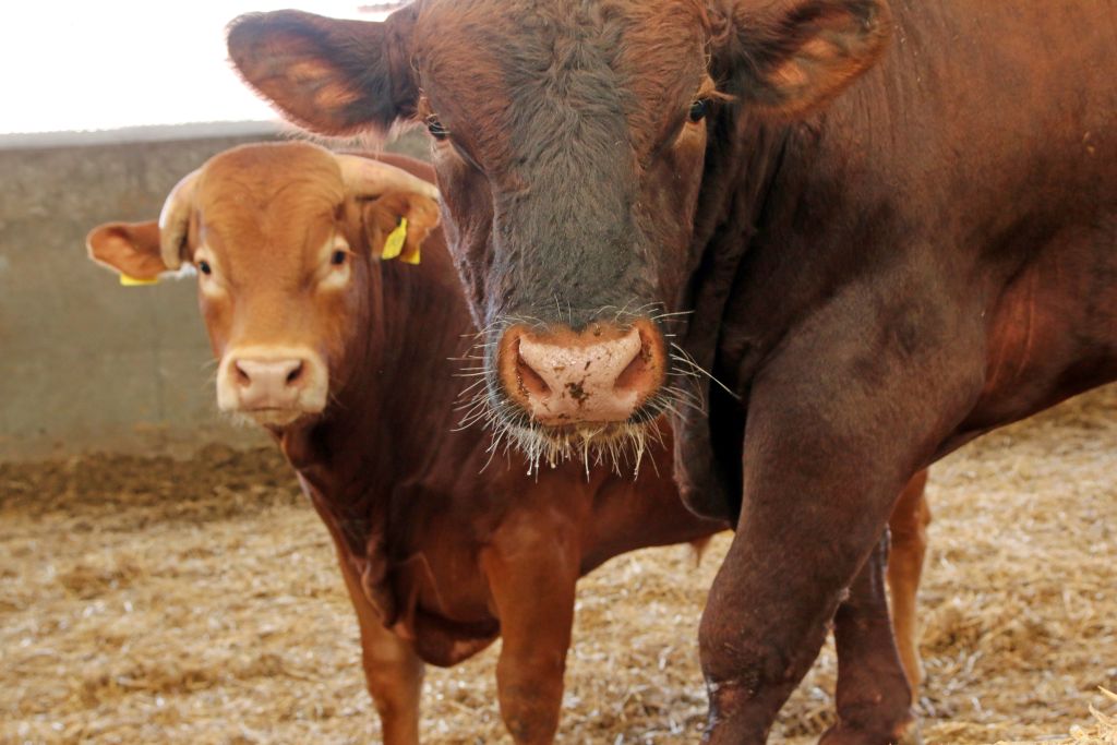 polska wołowina, rynek wołowiny, eksport wołowiny, ceny bydła, rolnictwo, MRiRW, produkcja mięsa, KOWR, branża mięsna