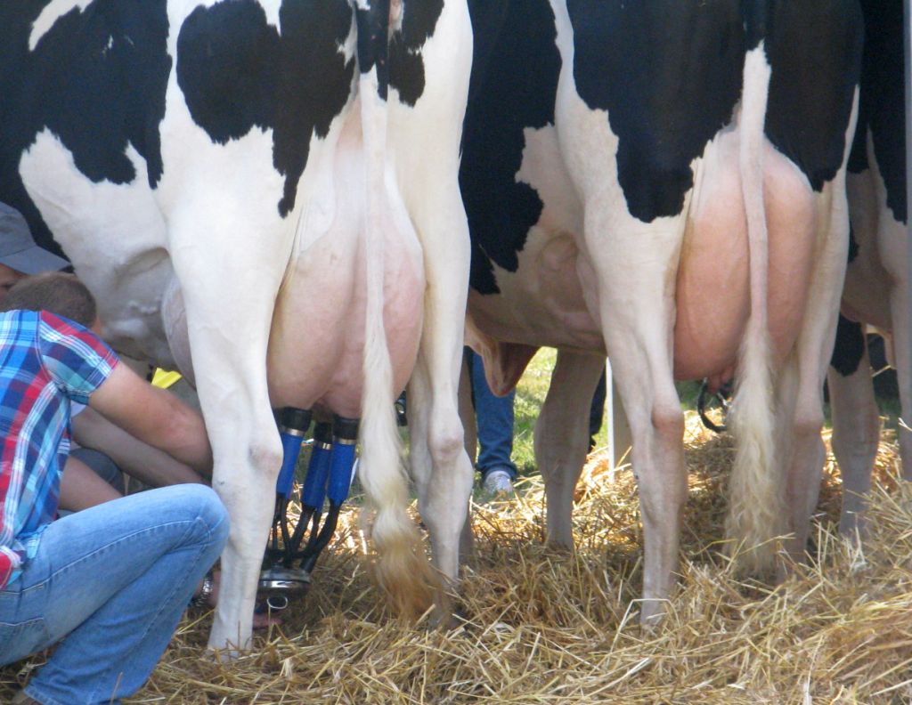 polski rynek mleka, ceny mleka