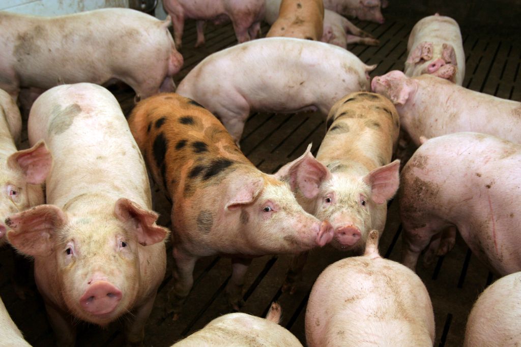 Polski rynek wieprzowiny, wieprzowina, certyfikacja mięsa, QAFP, PQS, polscy hodowcy, rynek wieprzowiny