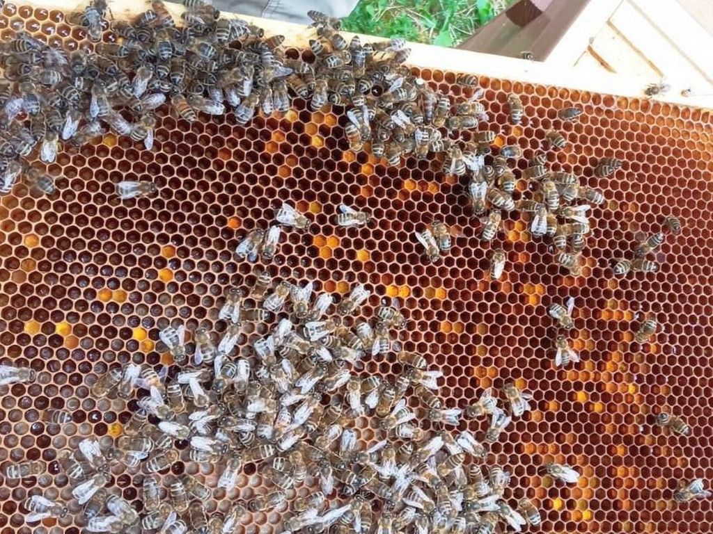 dofinansowanie do rodzin pszczelich 2026, pszczoły