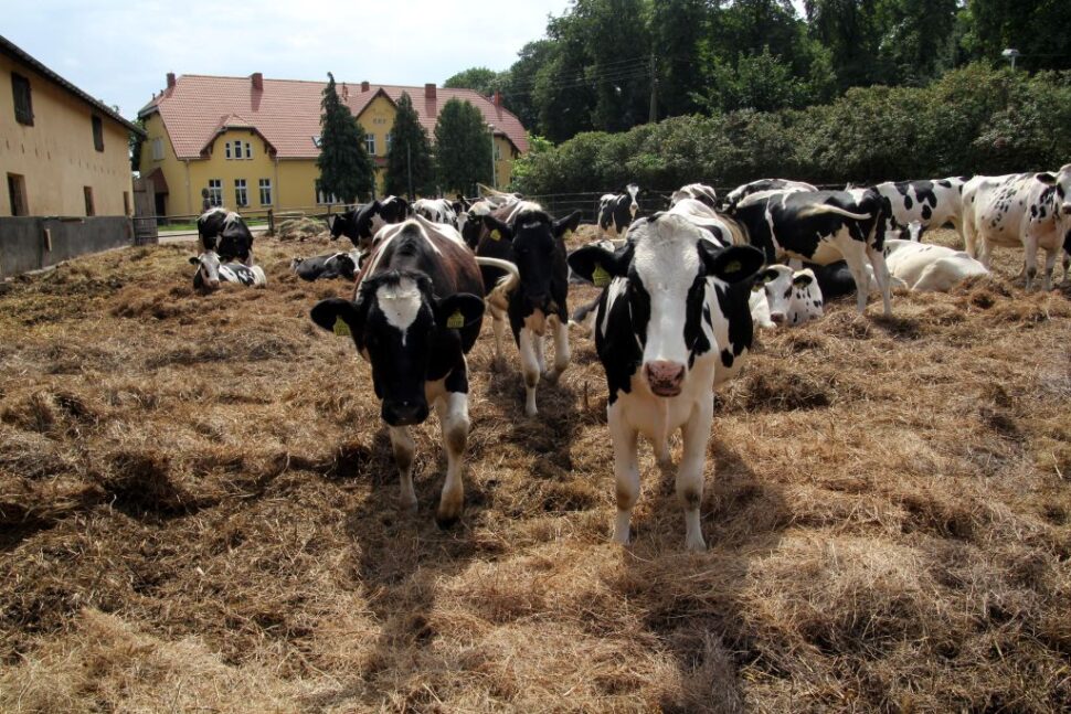 Portal Rolnika. Cyfryzacja przyspieszy kontakt z urzędami - Agropolska