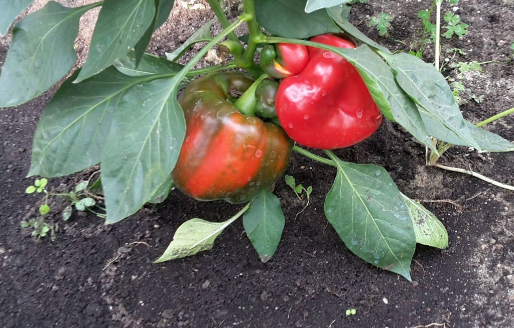 producenci papryki, uprawa papryki