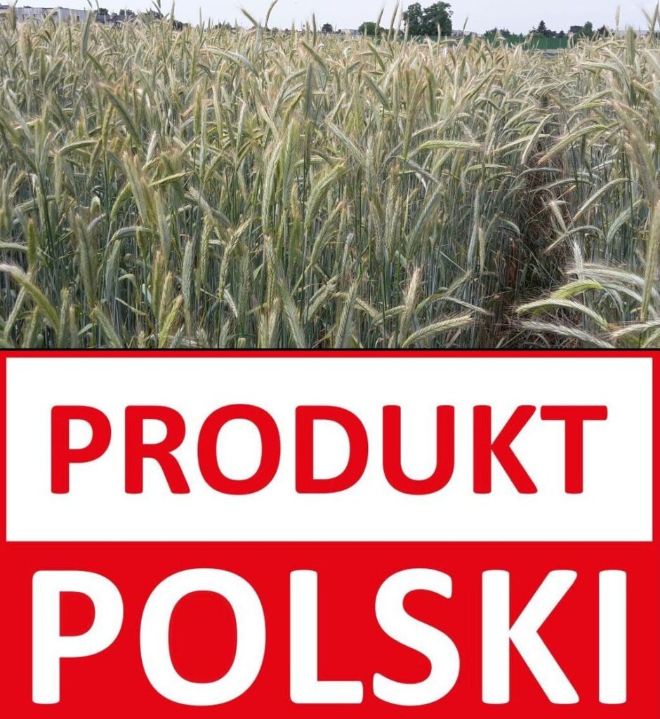 producenci zbóż, zboża produkt polski
