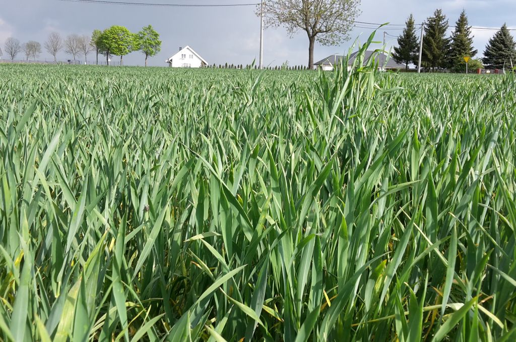 przezimowanie upraw, uprawa zbóż