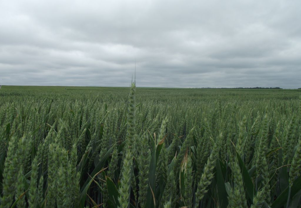 rekompensaty dla producentów zbóż, rynek zbóż