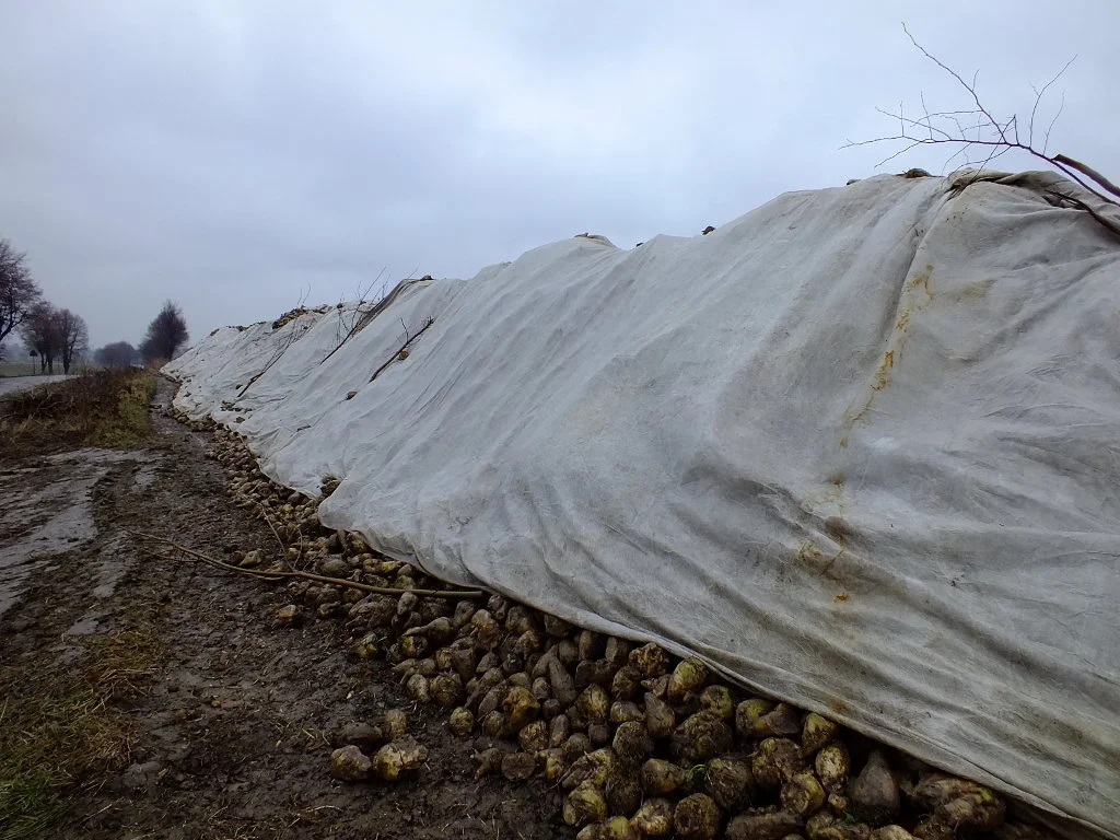 agrowłóknina rolnicy, buraki cukrowe na polu
