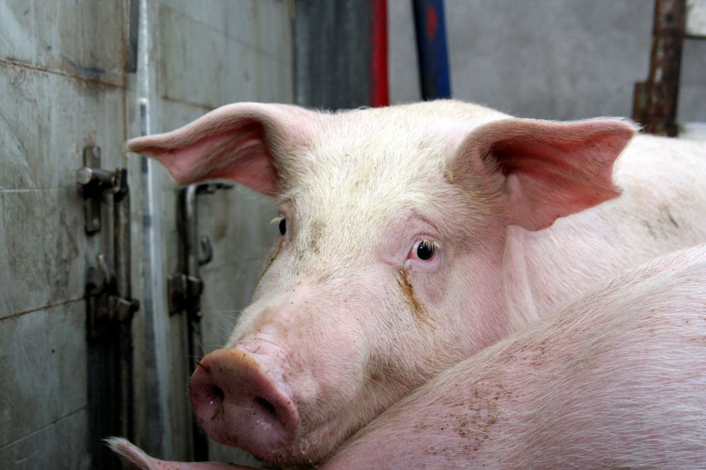 Rynek wysyła sygnały, ceny, ceny tuczników, rynek trzody chlewnej, VEZG, ISW, warchlaki, produkcja świń, HoReCa, wieprzowina, ceny świń