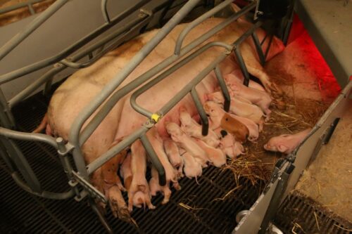 system hodowlany DanBred, DanBred, trzoda chlewna, hodowla świń, genetyka świń, produkcja warchlaków, efektywność tuczu, lochy, prosięta