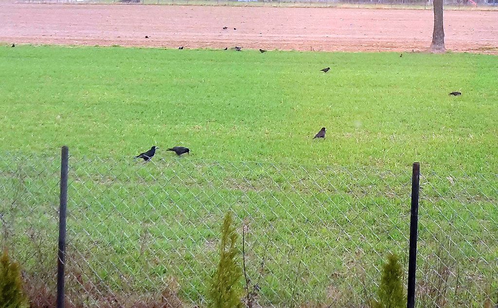 szkody w uprawach ptaki, straty w uprawach