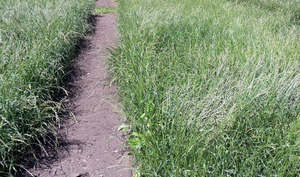 zmiany w ubezpieczeniach rolnych, trawy