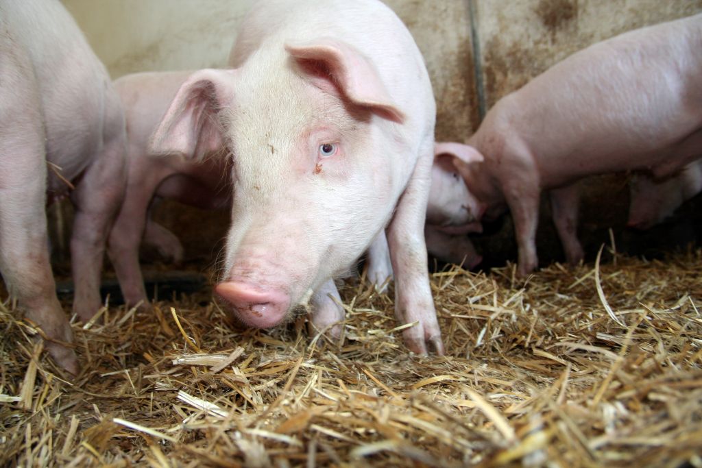 Tuczniki przed Wielkanocą, ceny świń, trzoda chlewna, ceny, VEZG, ISW, rynek wieprzowiny, Niemcy, POLSUS