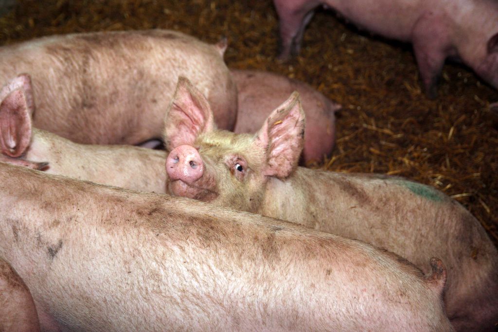 Tucznik są droższe, tuczniki, ceny tuczników, ceny, rynek trzody chlewnej, VEZG,