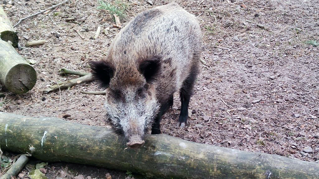 wirus ASF u dzików, ASF, ognisko ASF u dzików, trzoda chlewna, choroby świń, bioasekuracja, dziki, produkcja trzody