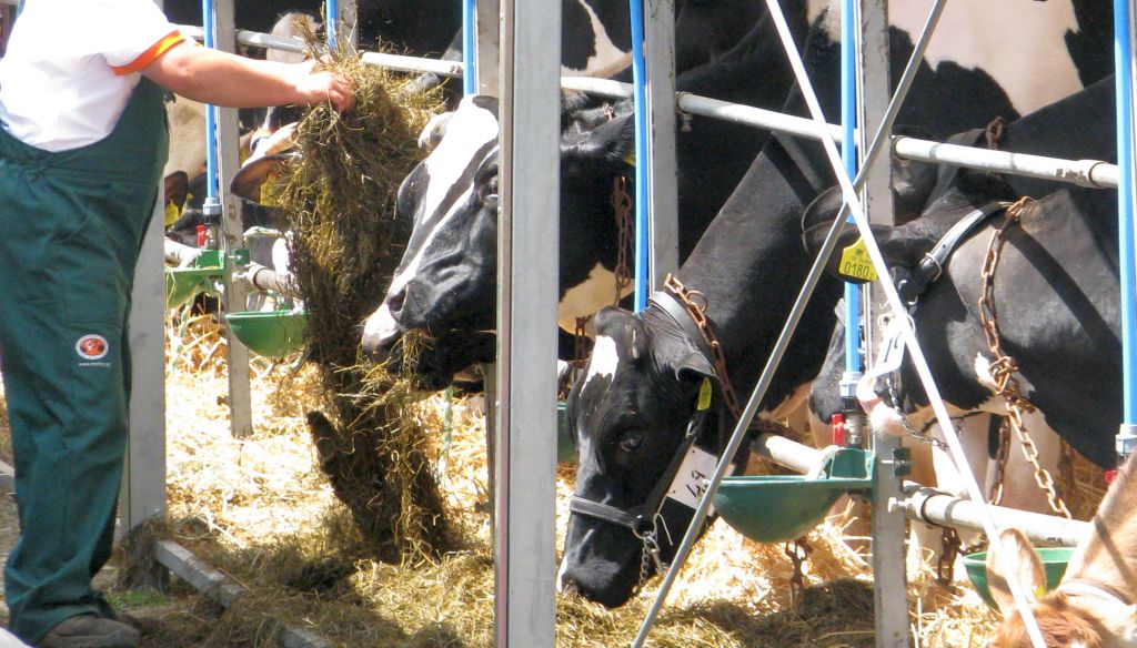 wypalenie zawodowe rolników, hodowcy bydła