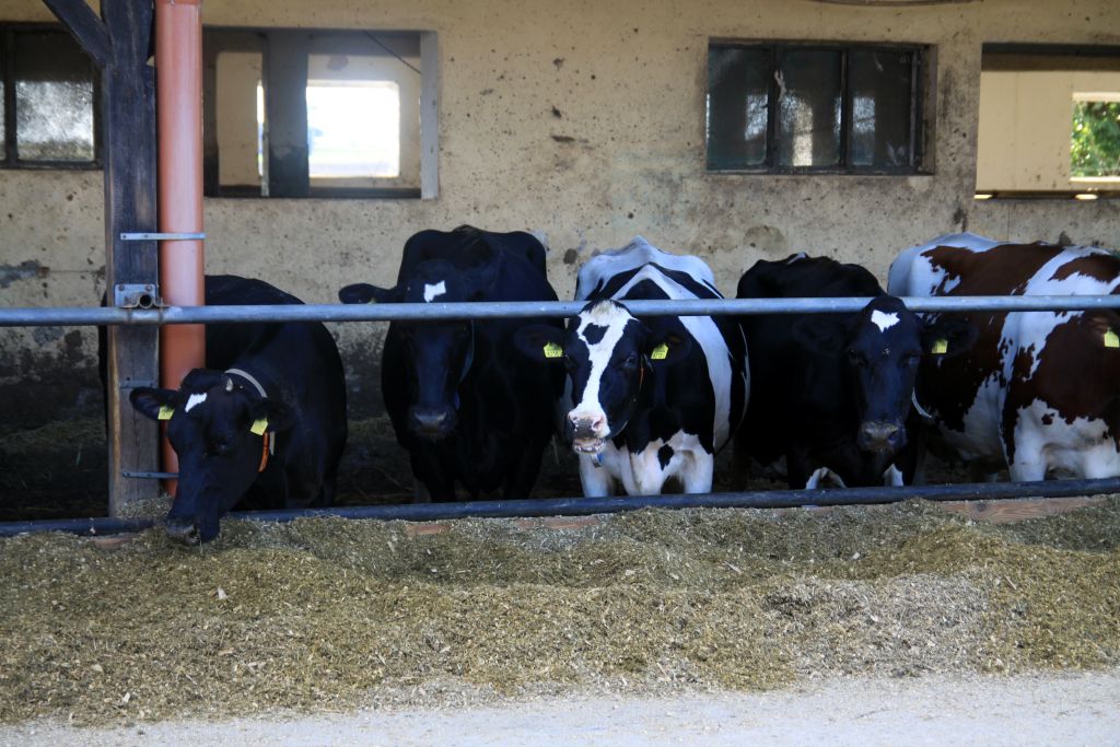 Wzrost produkcji mleka, skup mleka, mleko, rynek mleka, produkcja mleka, GUS, Eurostat, mleczarstwo