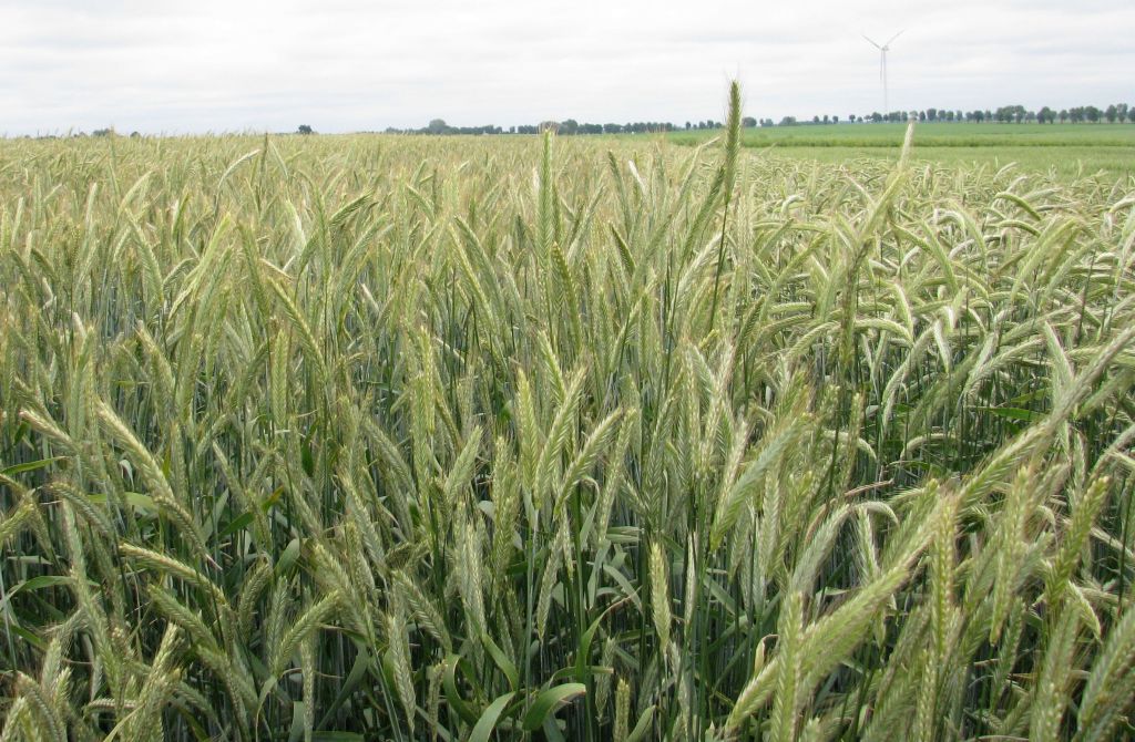 zboża w Polsce, rynek zbóż