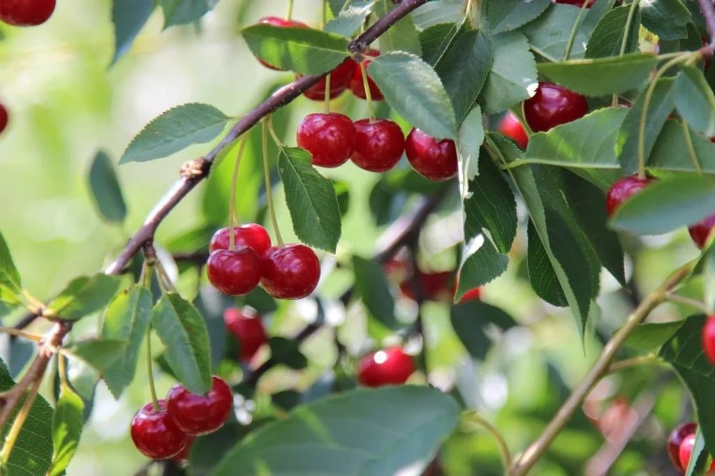 zmowa cenowa przy skupie owoców, wiśnie