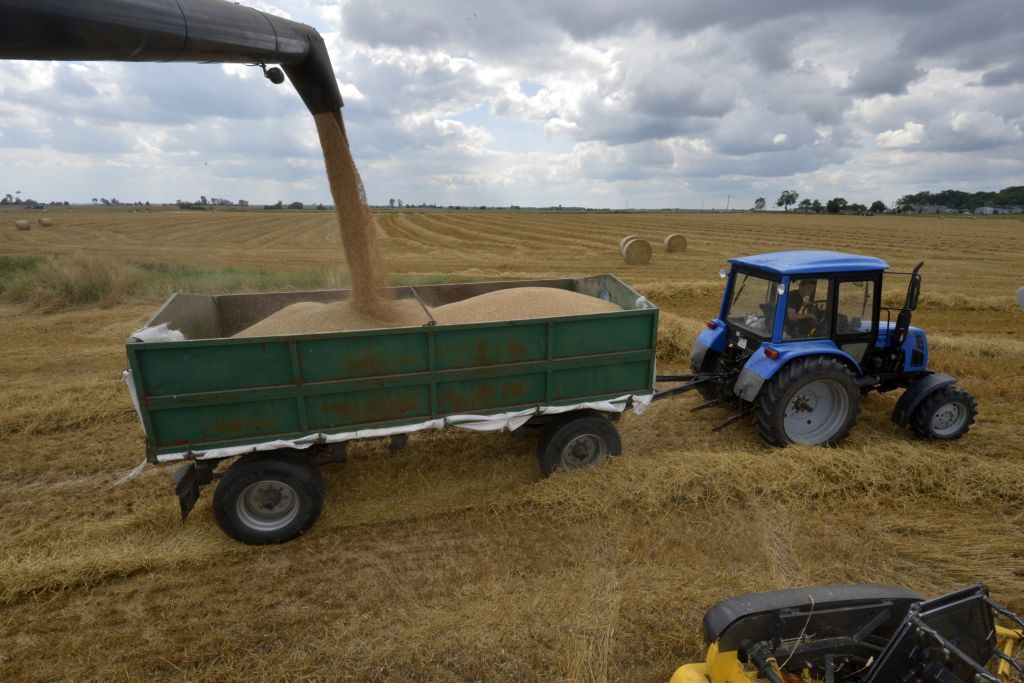 badania płodów rolnych, badnia zbóż, żniwa, zboże