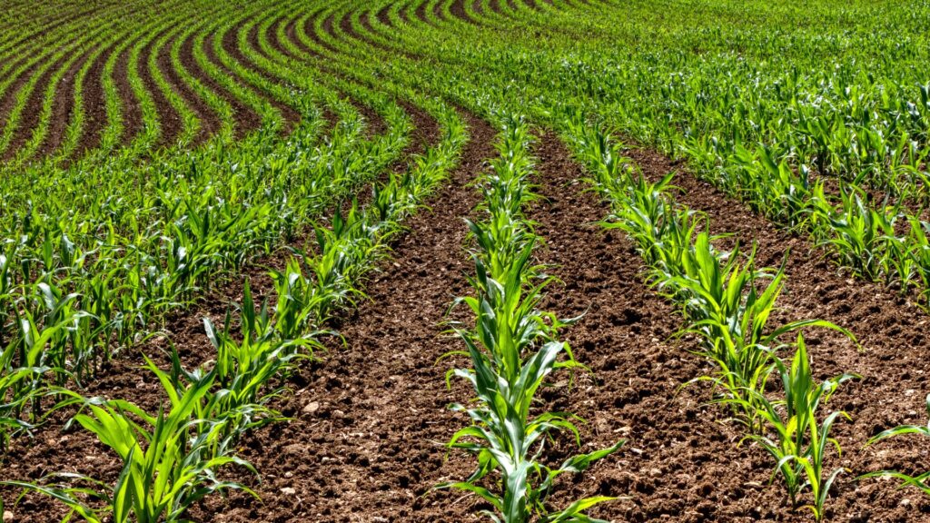 kukurydza, odchaszczanie kukurydzy, terbutylazyna