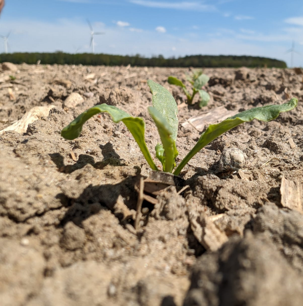 buraki cukrowe uprawa, szarek komośnik