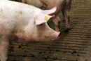 Producenci świń są pod presją, trzoda chlewna, ceny trzody chlewnej, ceny, skup świń, VEZG, ASF, rynek wieprzowiny