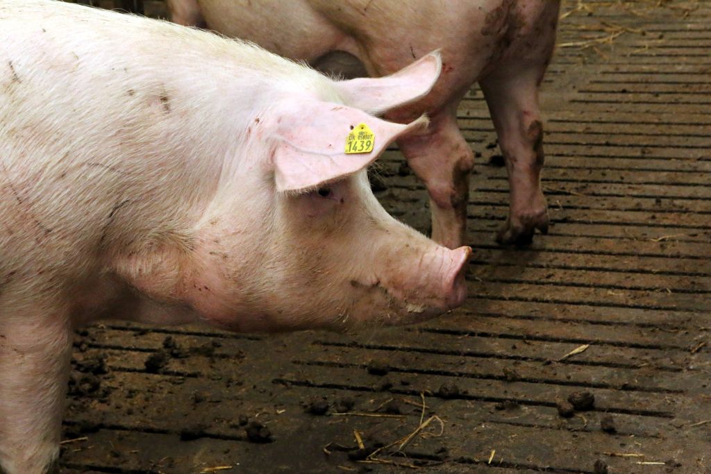 Producenci świń są pod presją, trzoda chlewna, ceny trzody chlewnej, ceny, skup świń, VEZG, ASF, rynek wieprzowiny